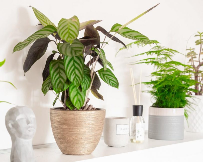 plantes d'interior
