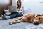 dog on bed with lady and laptop