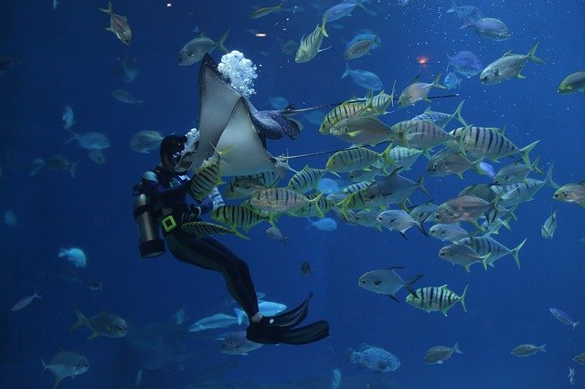 feeding fish in aquarium