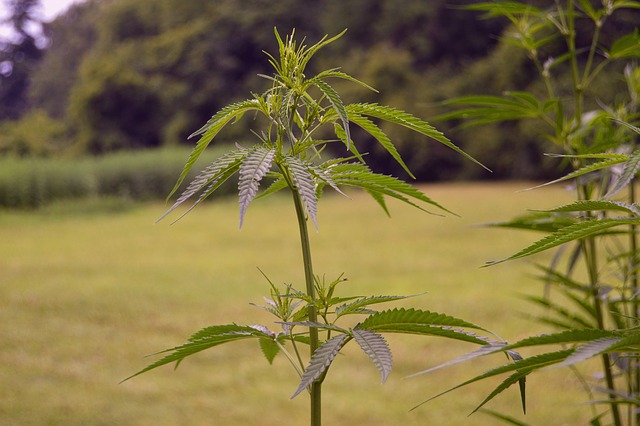 hemp plant