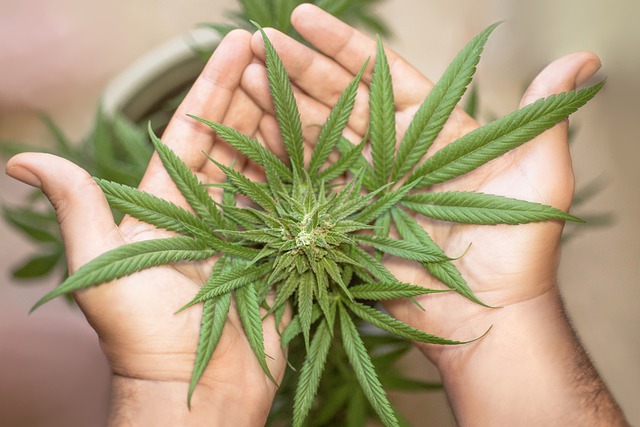 hemp plant in hands