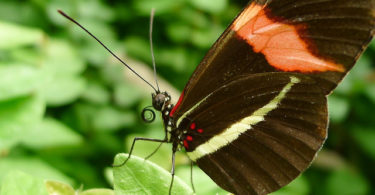 Butterfly Park Empuriabrava