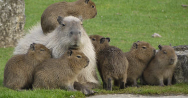 Best animal-related activities in Barcelona