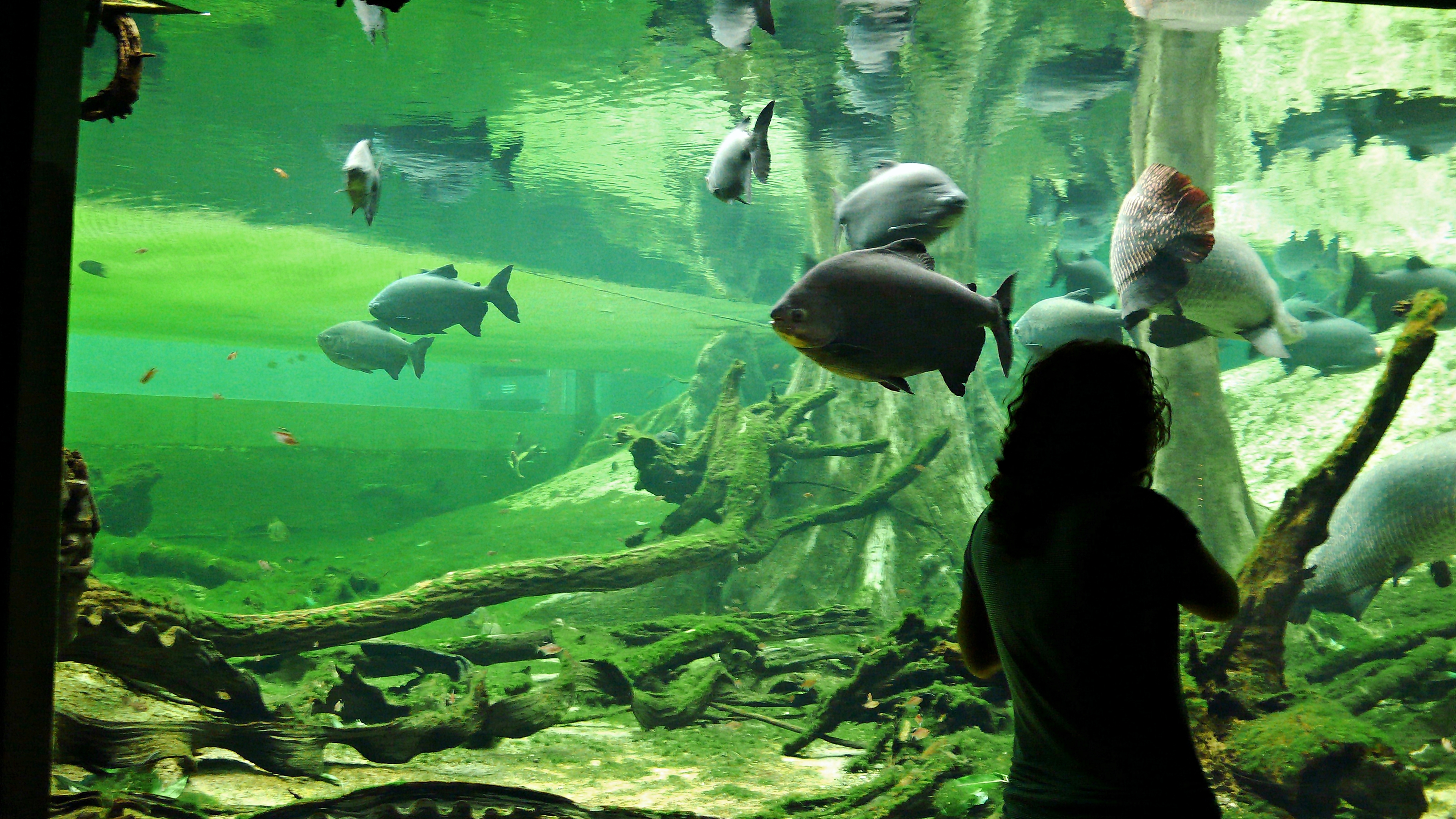 Nature-related museums in Barcelona