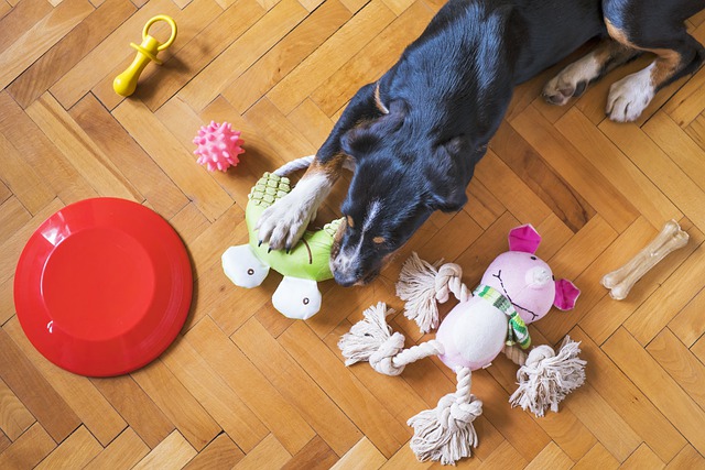 dog and his toys