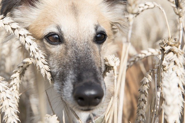 dog in the field