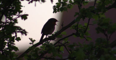 bird in tree at dawn