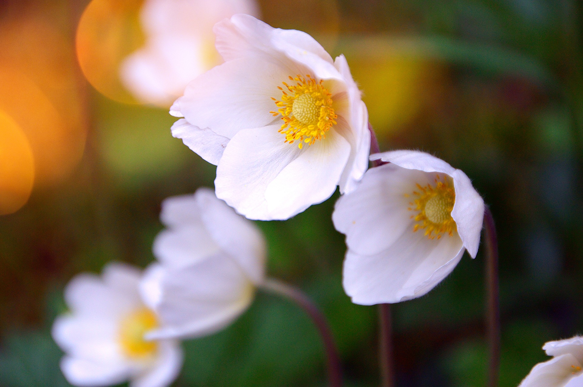 blooming flowers