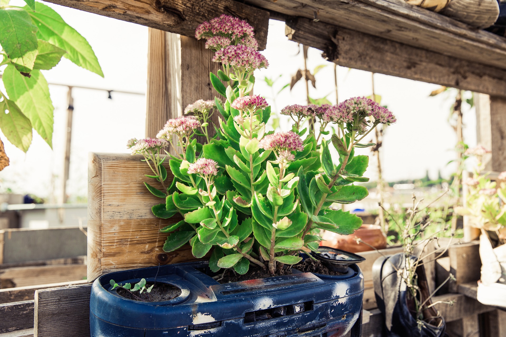 plant with flowers in blue pot