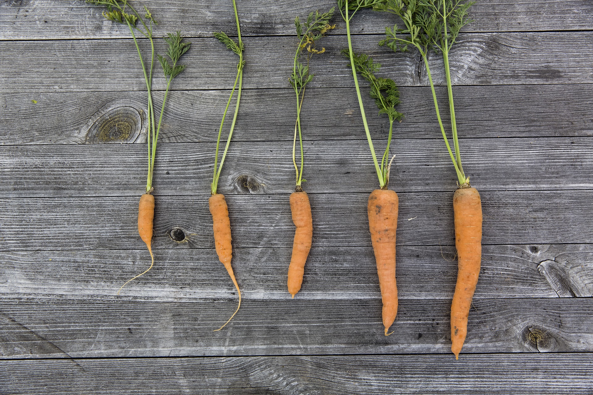 carrots on wood