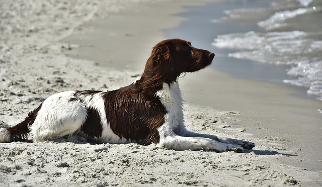 dog on beach