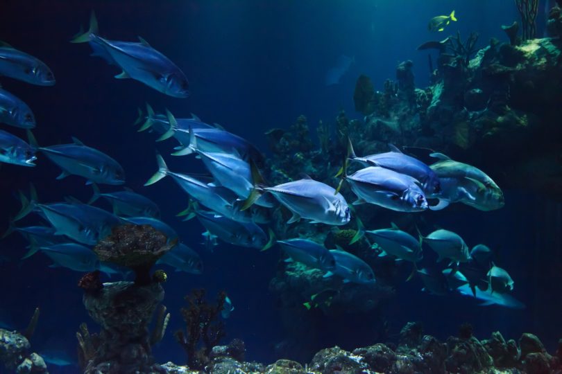 fish in aquarium barcelona