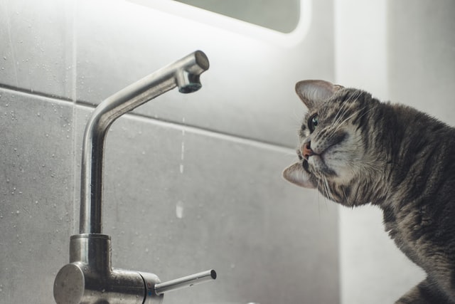 cat watching water and faucet