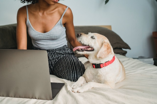 lady on bed with dog and laptop