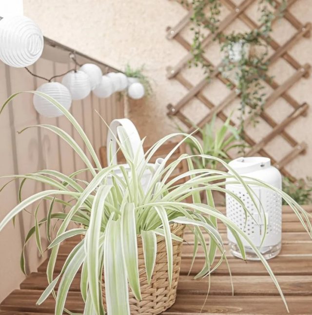Small terrace with plants