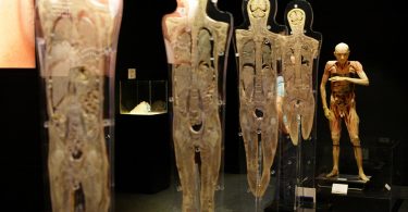 Exposición Human bodies