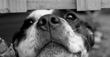 psisos que sean pet friendly