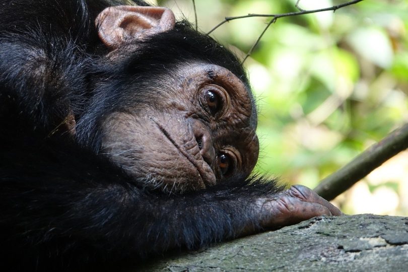 chimpanzé refuge barcelone