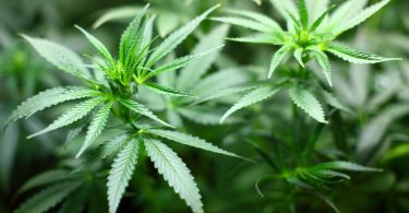 plant de cannabis