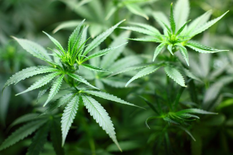 plant de cannabis
