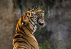 tigre