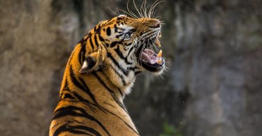 tigre