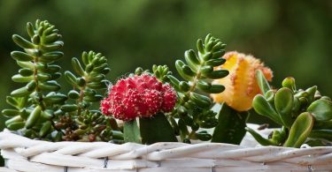 plante terrasse