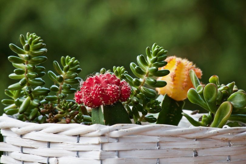 plante terrasse