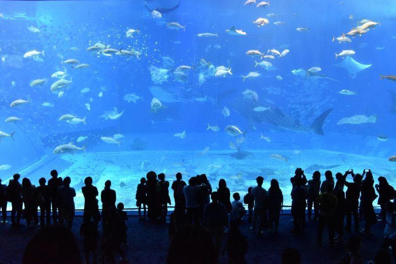 gens regardant un grand aquarium géant