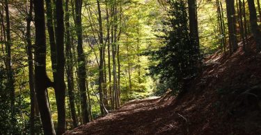 sentier dans une forêt