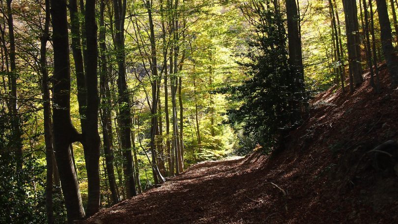 sentier dans une forêt