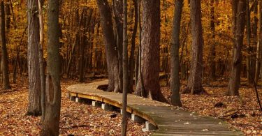 chemin en bois dans la forêt