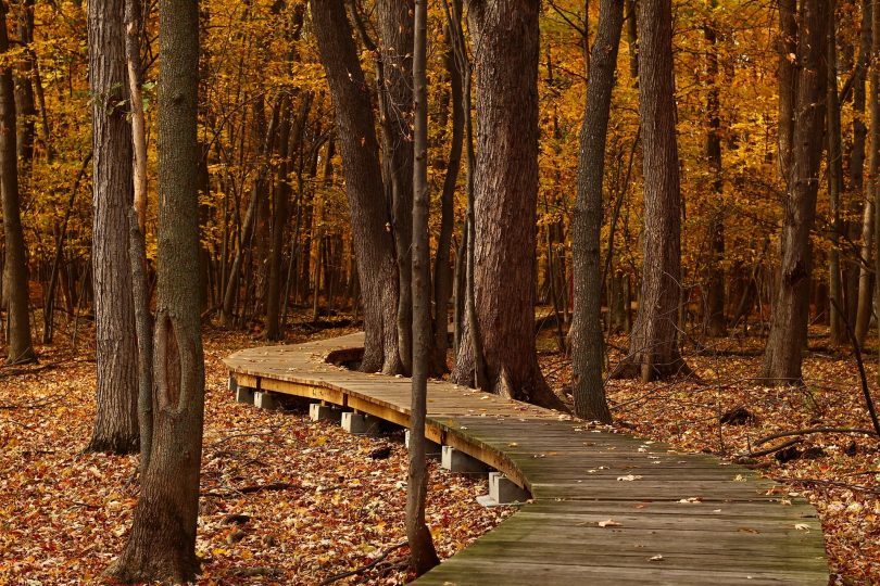 chemin en bois dans la forêt