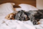 deux chiens dormant sur le côté dans un lit aux draps blancs