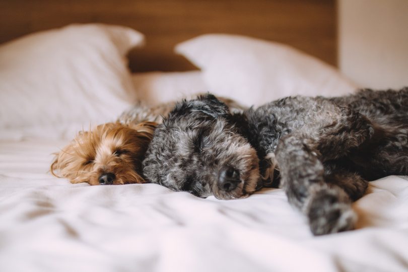 deux chiens dormant sur le côté dans un lit aux draps blancs