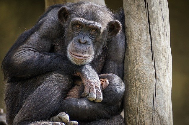 chimpanzé refuge barcelone