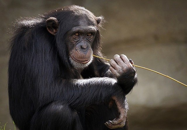 chimpanzé refuge barcelone