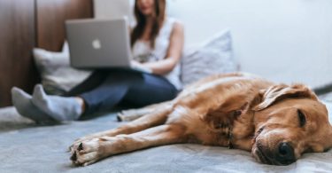 dog on bed with lady and laptop