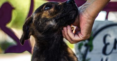 adopt pet