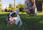dog training