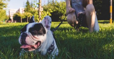 dog training