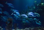 fish in aquarium barcelona