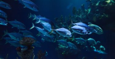 fish in aquarium barcelona