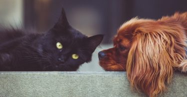 cat and dog on couch
