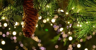 pine cone in christmas tree