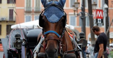horse and carriage