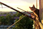 cat looking from terrace