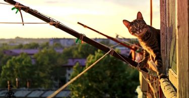 cat looking from terrace