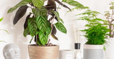 plantas de interior barcelona