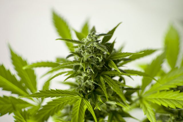 plant de cannabis